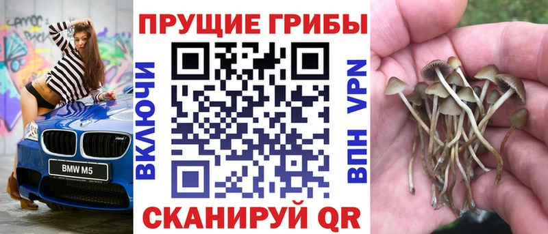 где найти   Малгобек  omg ссылка  Псилоцибиновые грибы Psilocybine cubensis 