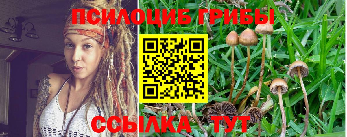 Псилоцибиновые грибы мицелий  Псилоцибиновые грибы мицелий  Малгобек  Вход с VPN 